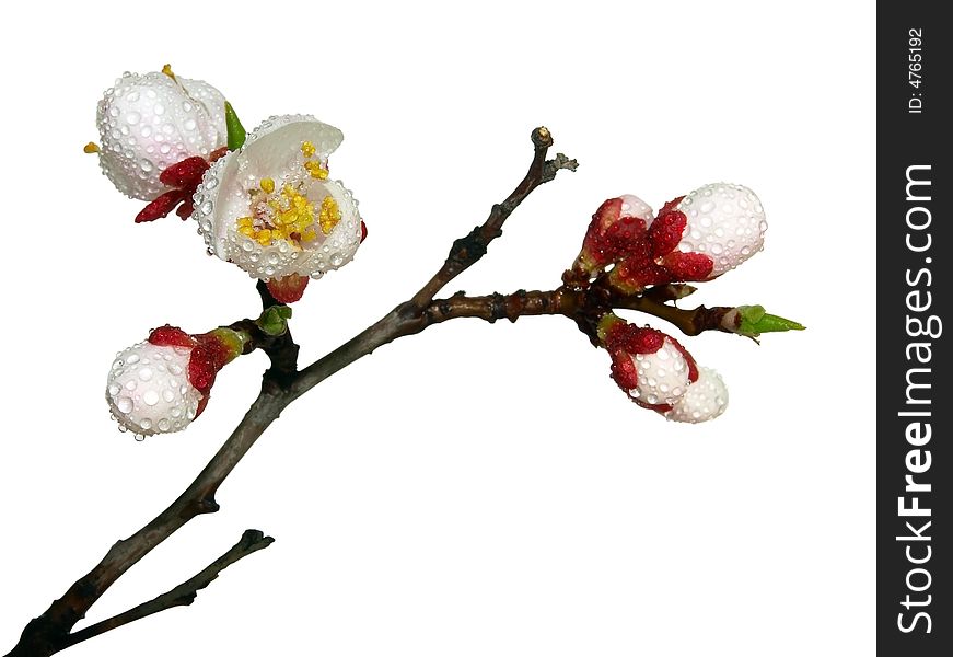 Blossoming an apricot with drops isolated over white. Blossoming an apricot with drops isolated over white