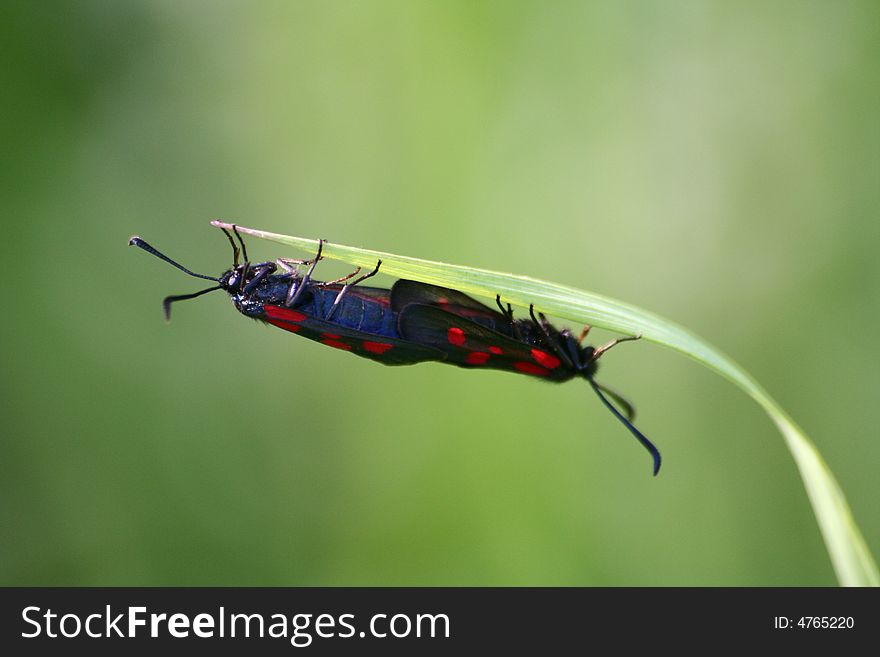 Two Butterflies On A Green Background Together