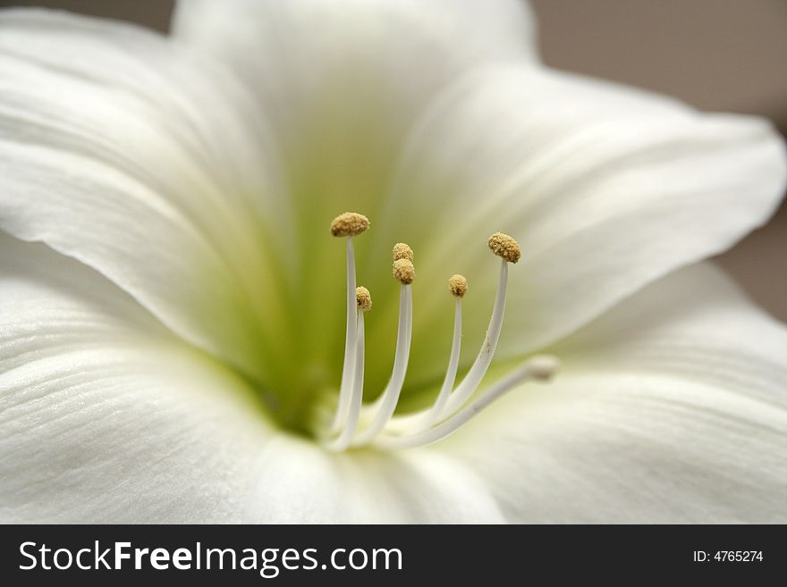 Close up of an beautiful white lily