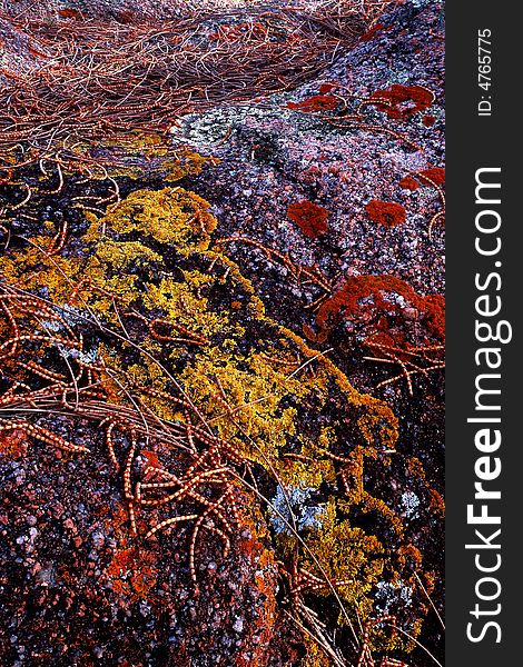 Colorful lichen growing on granite rock with fallen pine leaves. Colorful lichen growing on granite rock with fallen pine leaves.