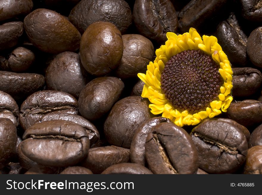 Coffee gives vitality.
Sunflower growing over coffee beans as symbol of vitality