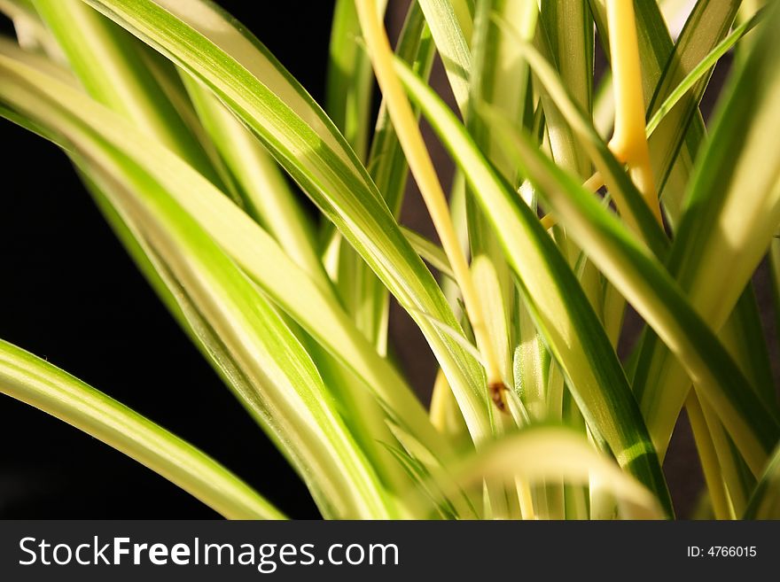 Green grass leaves on dark background close-up