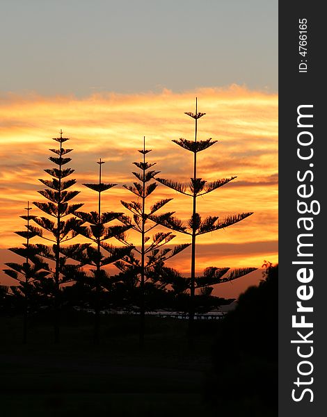 Sunset through pine trees at Busselton beach, Western Australia. Sunset through pine trees at Busselton beach, Western Australia
