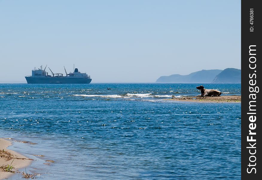 An alone cow on narrow tongue sand among sea. On background is big ship. Sunny day, summer. Russian Far East, Primorye, Japanese sea. An alone cow on narrow tongue sand among sea. On background is big ship. Sunny day, summer. Russian Far East, Primorye, Japanese sea.