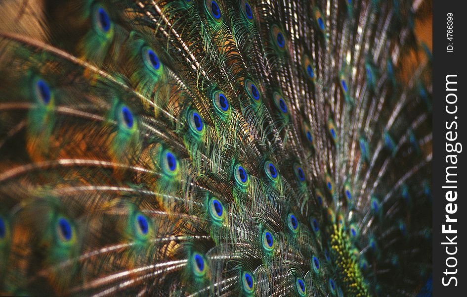 Peacock in all his beauty - detail