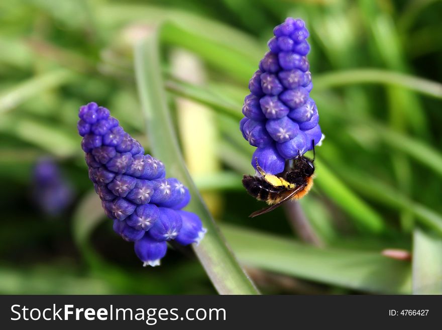 Two blue buds with little bee