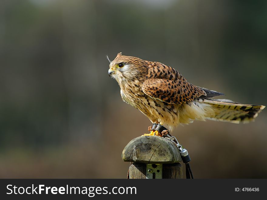 Beautiful Falcon