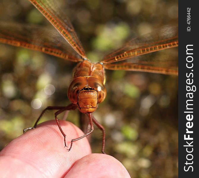 Dragonfly female sitting on hand (Aeshna grandis)