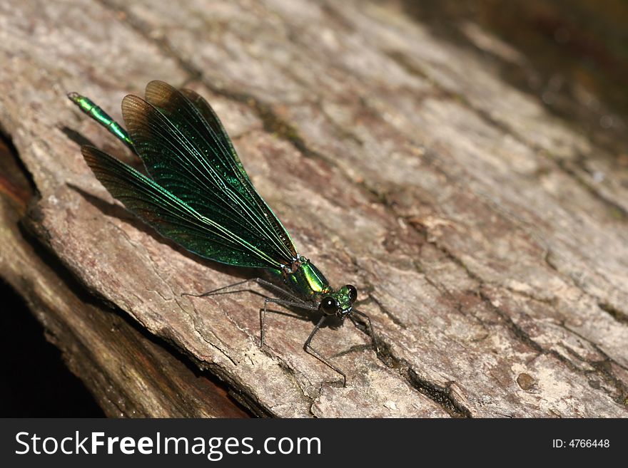 Little metallic shiny green dragonfly. Little metallic shiny green dragonfly