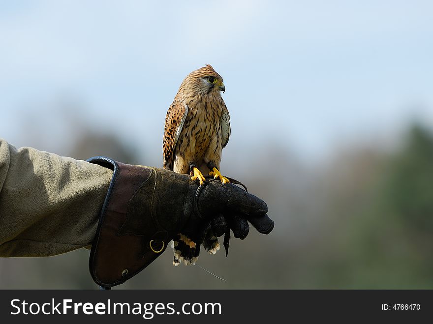 Beautiful falcon on the glove of a falconer. Beautiful falcon on the glove of a falconer