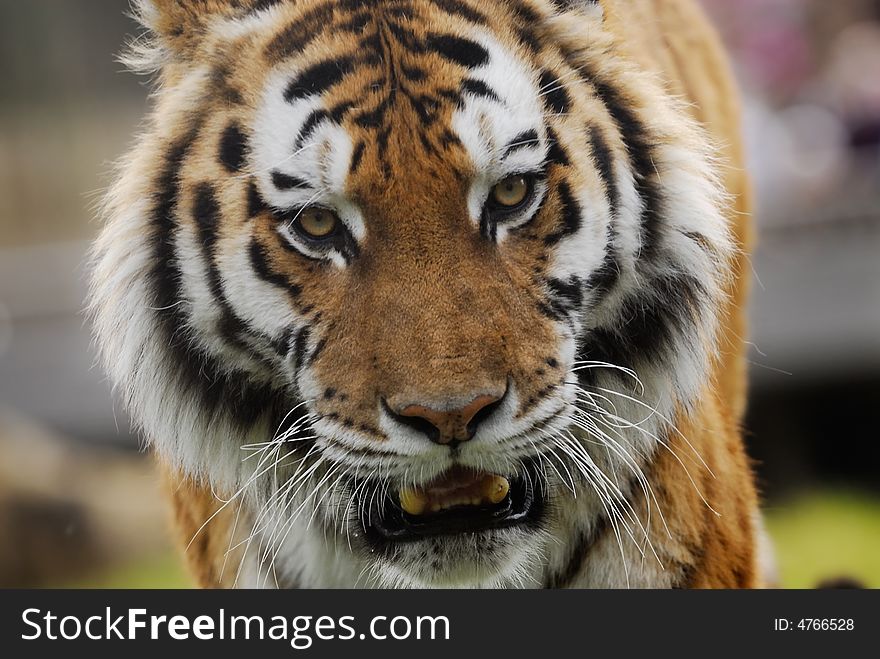 Close-up of beautiful tiger looking at the camera