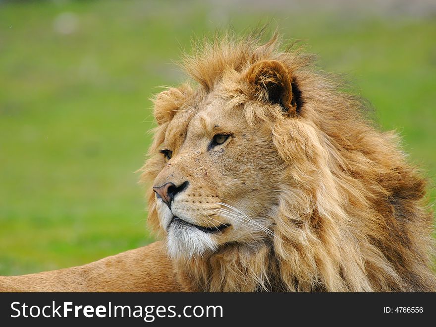 Portrait of a big african male lion