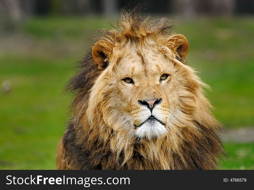 Portrait of a big african male lion