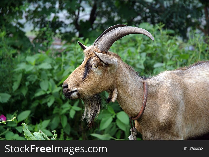 A single goat walk in green grass.