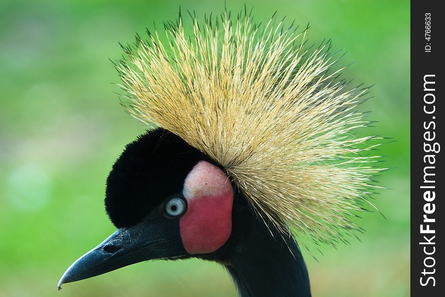 Portrait of a Grey Crowned Crane (Balearica regulorum)