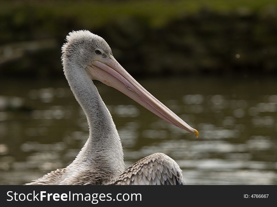 Close-up of a beautiful pelican