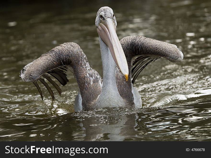 Close-up of a beautiful pelican