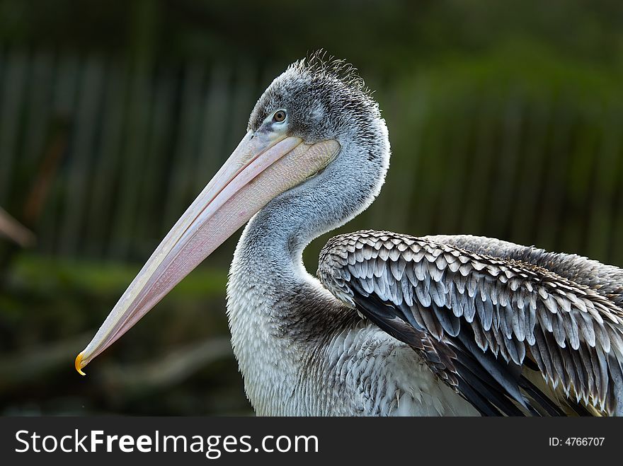 Close-up of a beautiful pelican