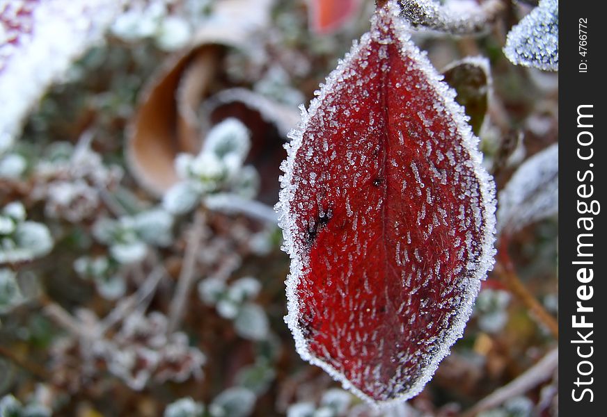 Frozen leaf in my garden. Frozen leaf in my garden