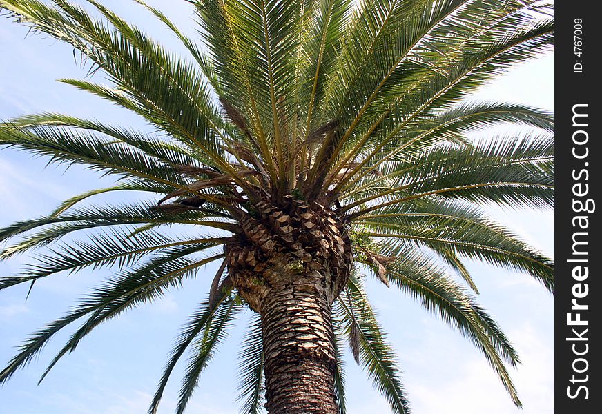 Palm Tree 01