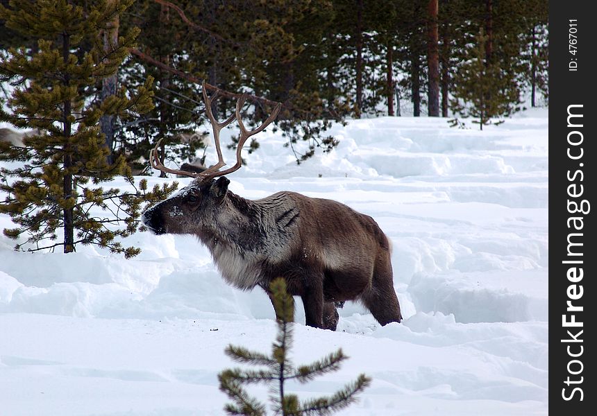 Reindeer grazed in lappish forest-tundra on early spring
