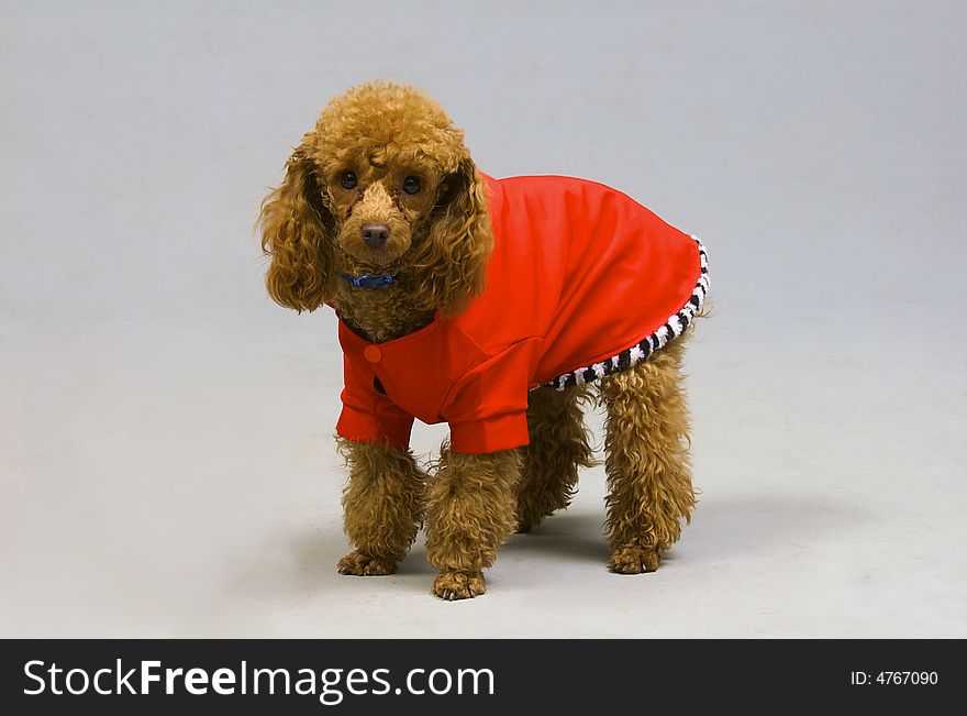 Small poodle in the red clothing