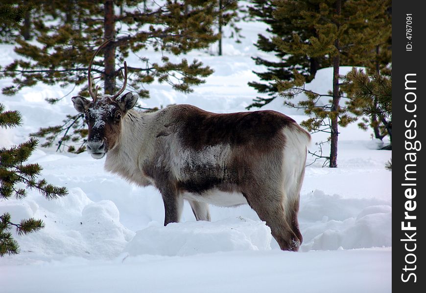 Reindeer grazed in lappish forest-tundra on early spring. Reindeer grazed in lappish forest-tundra on early spring