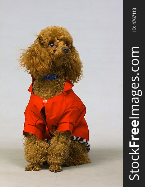 Small poodle in the red clothing