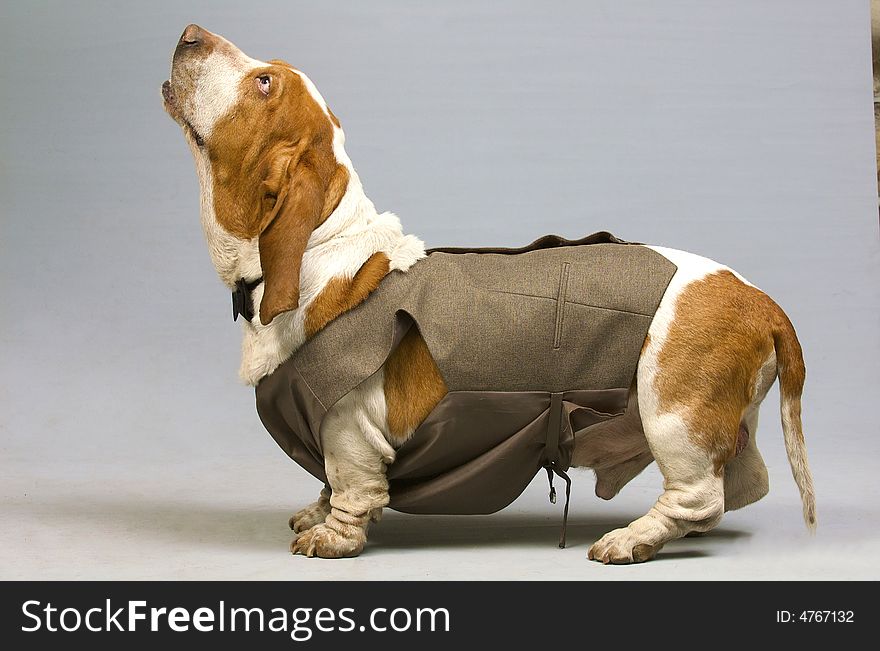 Ridiculous dog in the studio against the gray background