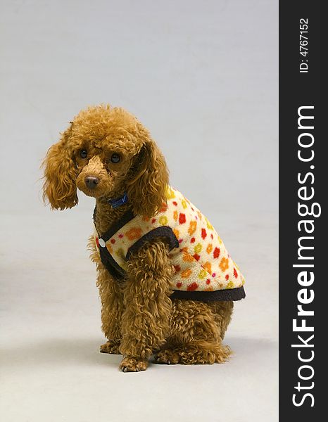 Small poodle in the jacket