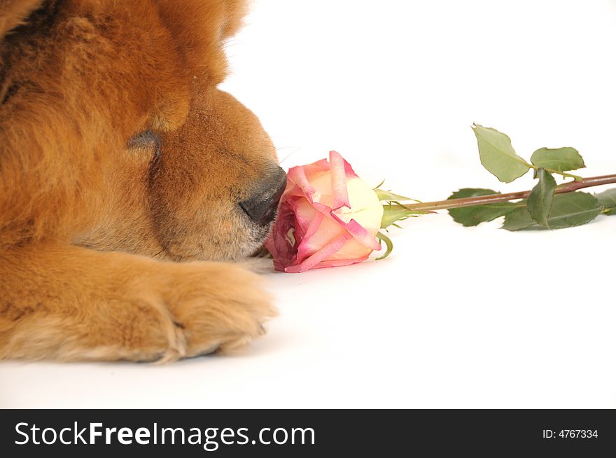 Chow-chow enjoying aroma of the rose, isolated on a white background. Chow-chow enjoying aroma of the rose, isolated on a white background