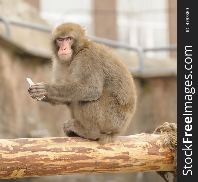 Japanese macaque in the Moscow zoo