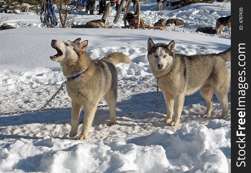 Husky dogs at winter in the snow