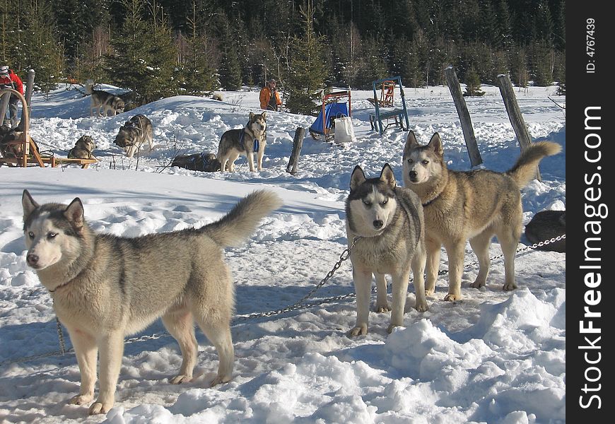 Husky dogs at winter in the snow