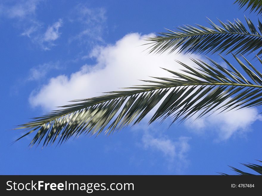 Palm branch on a background of the sky with a cloud