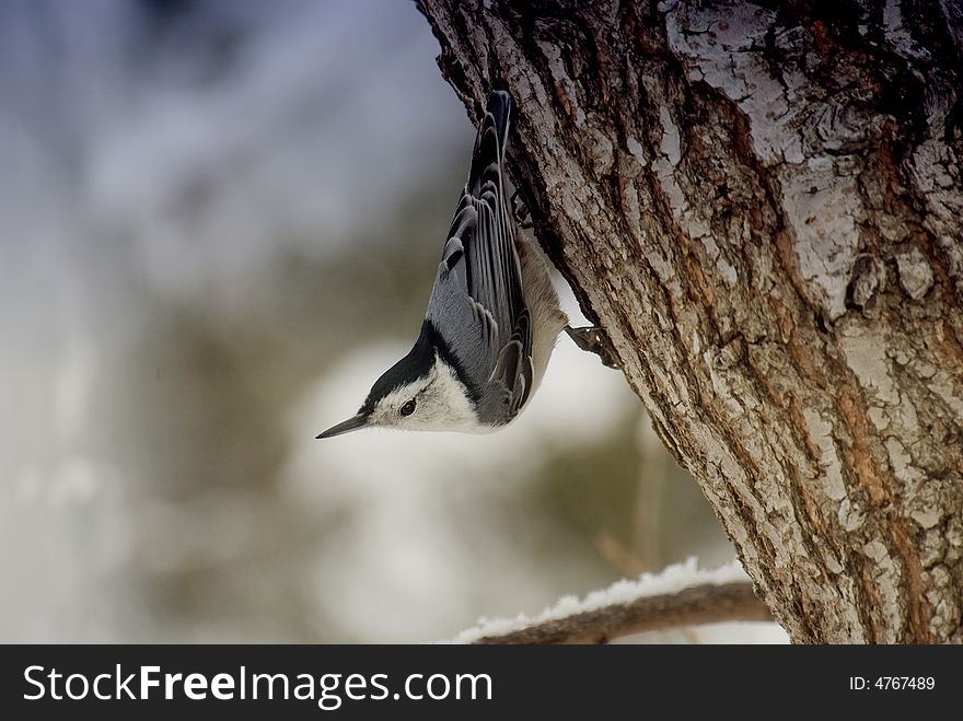 Nuthatches are found in coniferous forest but will show up at your backyard feeders, they are small blue gray upper-parts,pale rusty underparts. Nuthatches are found in coniferous forest but will show up at your backyard feeders, they are small blue gray upper-parts,pale rusty underparts.