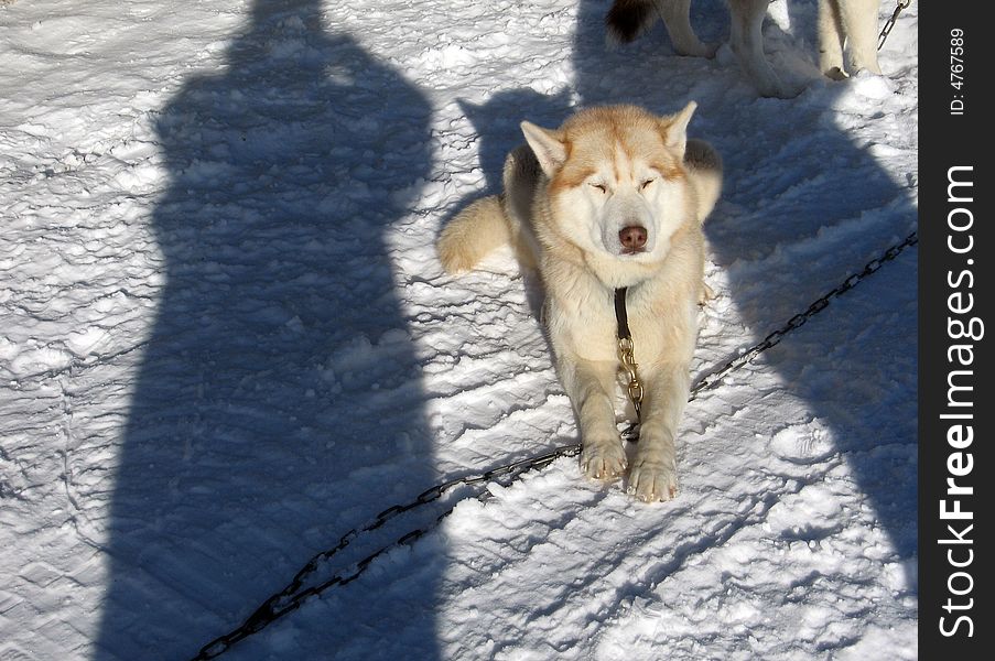 Husky dog at winter in the snow