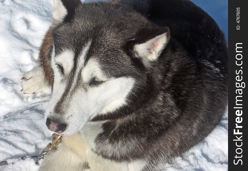 Husky dog at winter in the snow