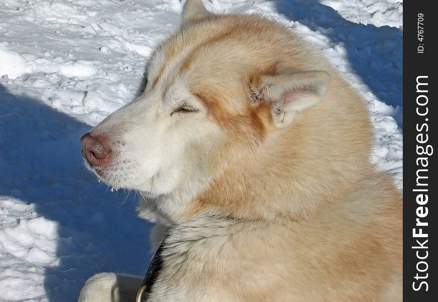 Husky dog at winter in the snow