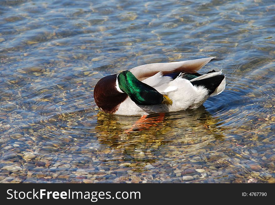 Mail duck on transparent water cleaning plumes. Mail duck on transparent water cleaning plumes