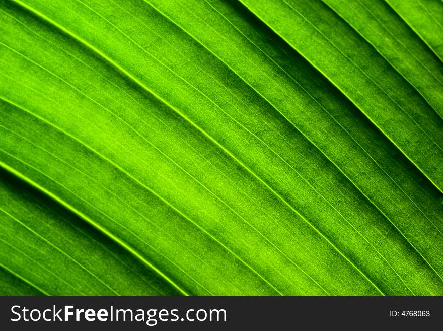 Close-up of green leaf. Abstract background. Close-up of green leaf. Abstract background.