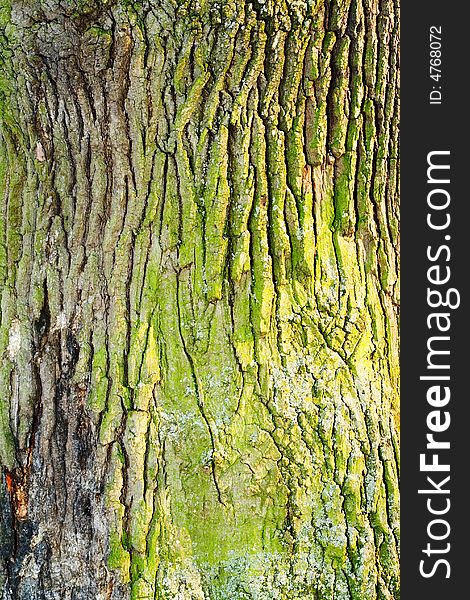 Tree bark. Close up shot.