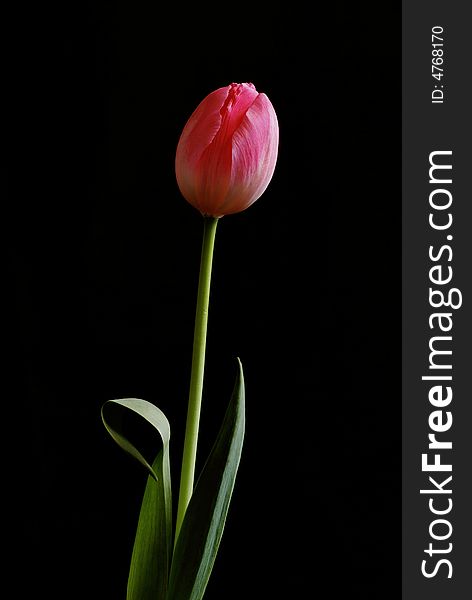 Pink Tulip On Black Background