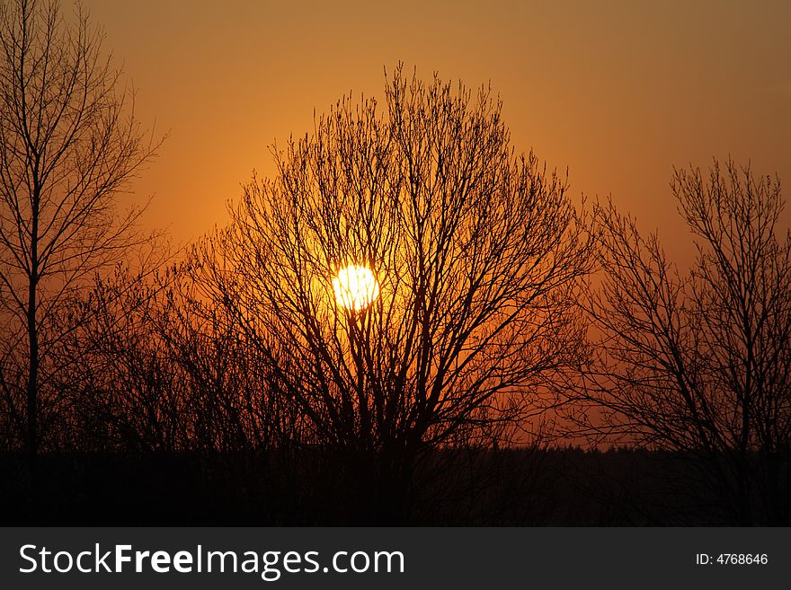 The spring sunset and tree. The spring sunset and tree