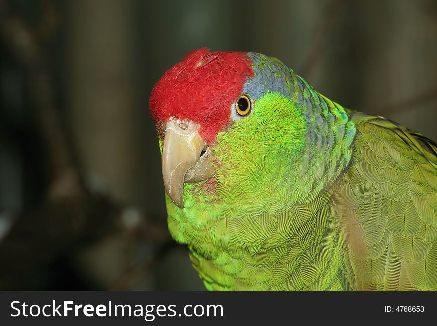 Portrait of colorful parrot on dark background. Portrait of colorful parrot on dark background