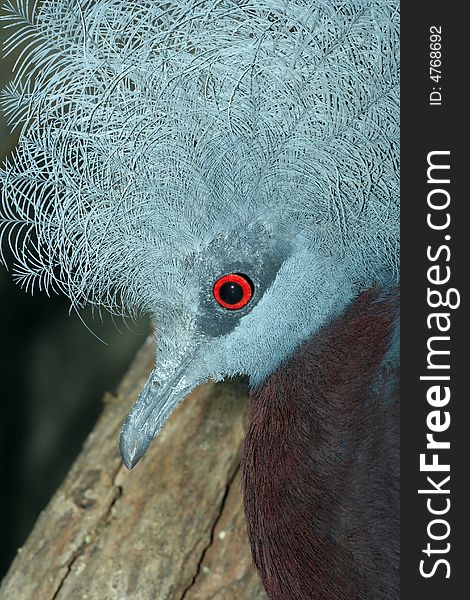 Portrait of blue red-eye bird. Portrait of blue red-eye bird