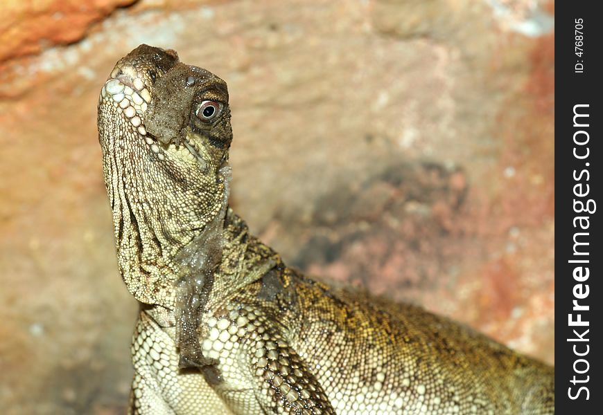 Portrait of lizard, brown skin, purple eye