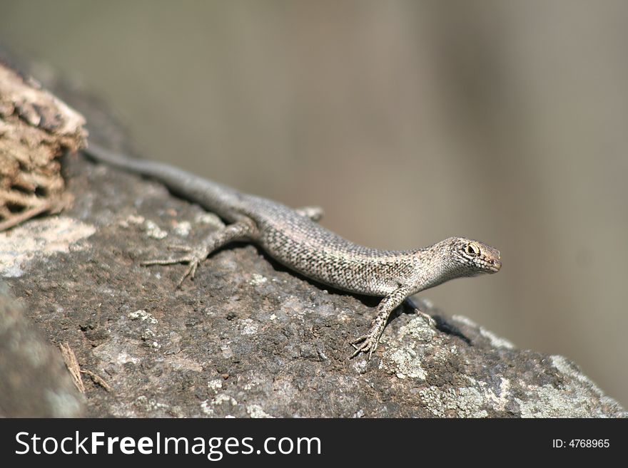 Mabuia Lizard