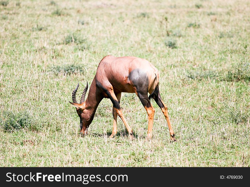 An antelope grazing on the plain of the masa mara reserve in kenya