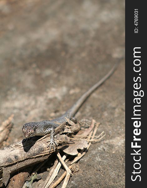 A Mabuia Lizard (Mabuya Maculata) in Fernando de Noronha, Brazil.